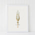 white framed vintage squid print wall art